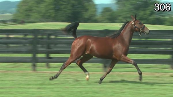 Standard Bred Yearlings